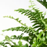 NEPHROLEPIS 'BOSTON' Potted plant, fern, 12 cm