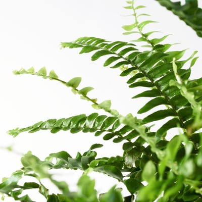 NEPHROLEPIS 'BOSTON' Potted plant, fern, 12 cm