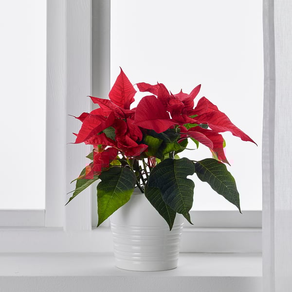 POINSETTIA Potted plant, Poinsettia, 15 cm