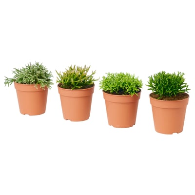 RHIPSALIS Potted plant