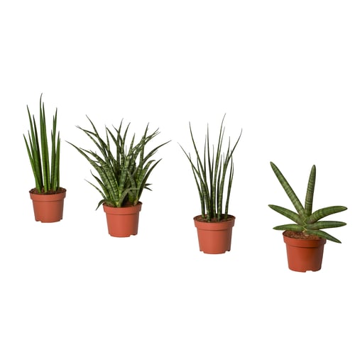 Four potted SANSEVIERIA plants, green with brown pots, lined up against a white background.