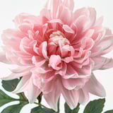 SMYCKA Artificial flower, Dahlia/light pink, 75 cm