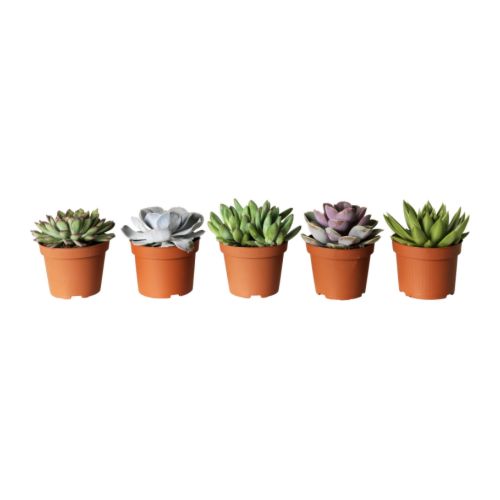 Five potted SUCCULENTs in orange pots, each with different green and purple hues, arranged in a line.