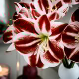 VINTERFINT Artificial flower, indoor/outdoor Amaryllis/red white, 60 cm