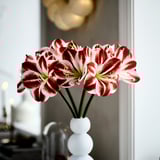VINTERFINT Artificial flower, indoor/outdoor Amaryllis/red white, 60 cm