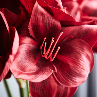 Close-up of bright red, lifelike artificial amaryllis flower. Six vivid petals surround a detailed centre with white stamens.