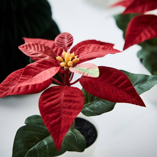 VINTERFINT Artificial potted plant, indoor/outdoor Poinsettia/red, 6 cm