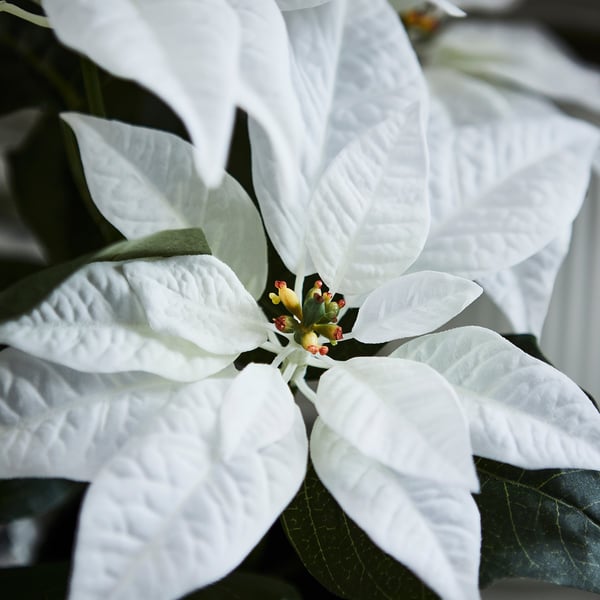 VINTERFINT Artificial potted plant, indoor/outdoor Poinsettia/white, 12 cm