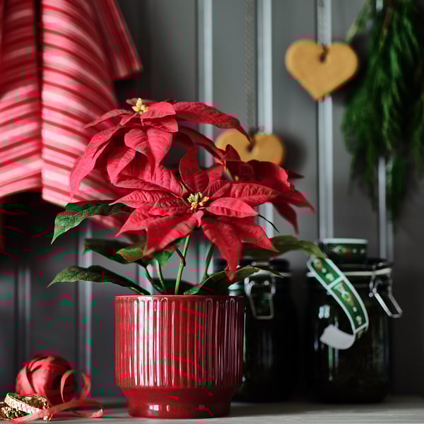 VINTERFINT Plant pot, indoor/outdoor/red, 12 cm
