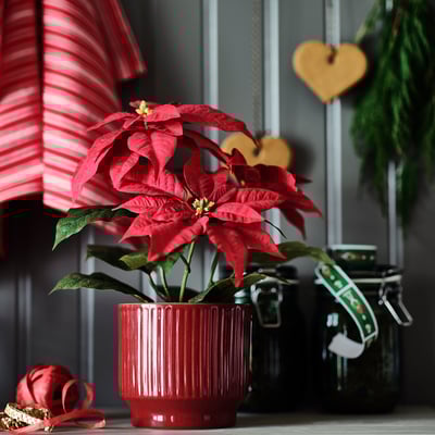 VINTERFINT Plant pot, indoor/outdoor/red, 12 cm
