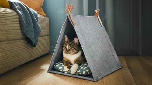 Cats