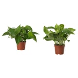 EPIPREMNUM เอพิพเรมนุม ไม้กระถาง, พลูด่าง/คละสี, 12 ซม.