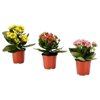KALANCHOE 칼란쇼에 식물, 칼랑코에 다양, 10 cm
