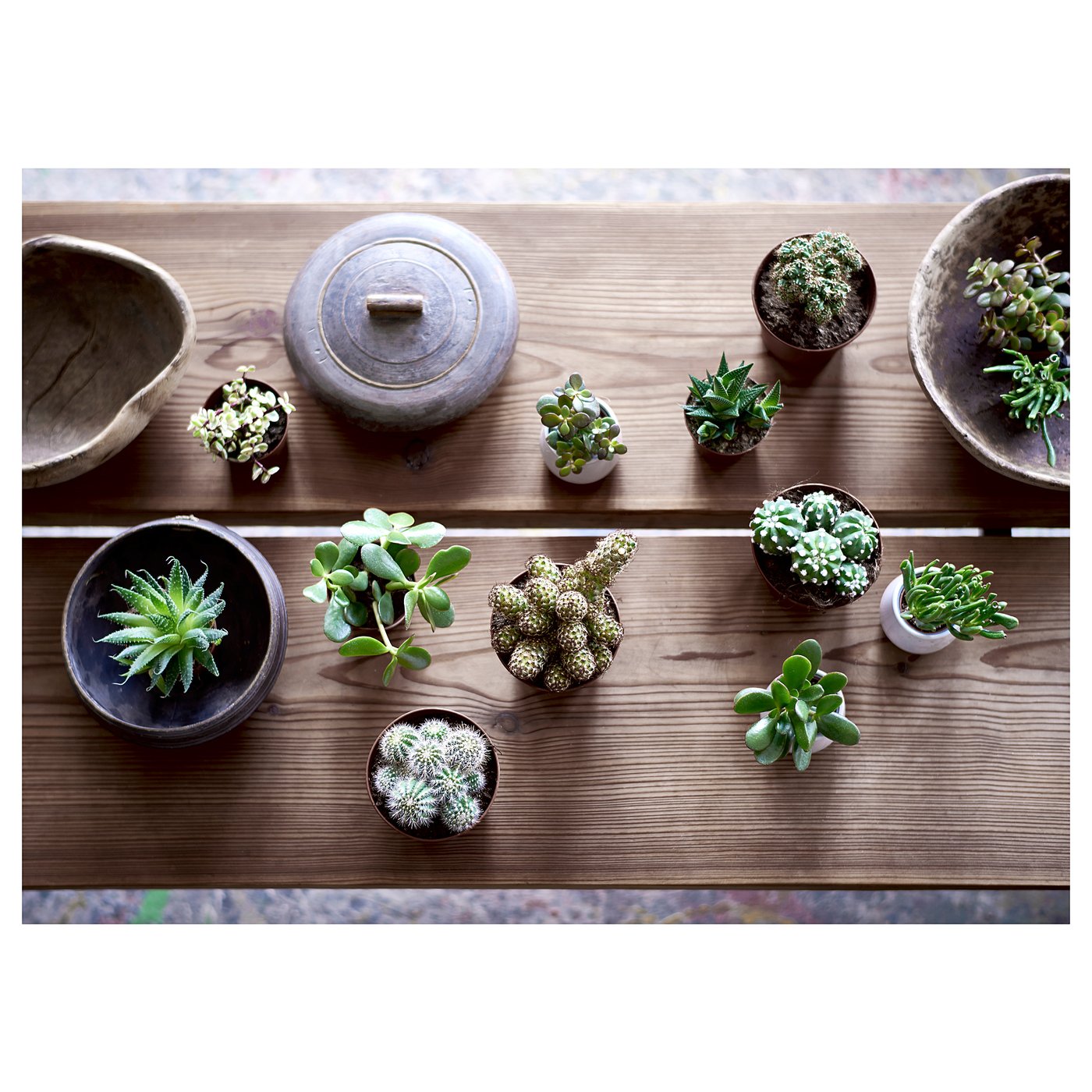 SUCCULENT 鉢植え, アソートプランツ, 9 cm - IKEA