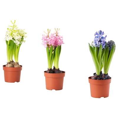 HYACINTHUS آنية نبات،3 مصابيح.