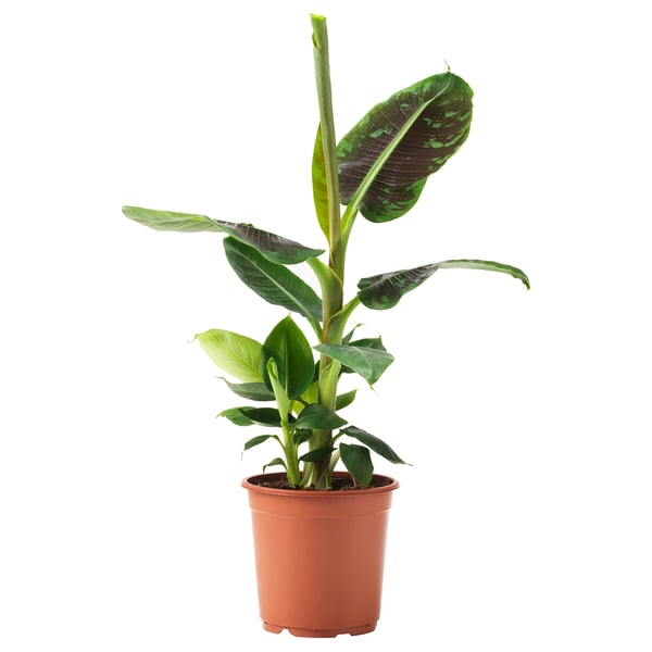 Potted MUSA ORIENTAL with large green leaves.
