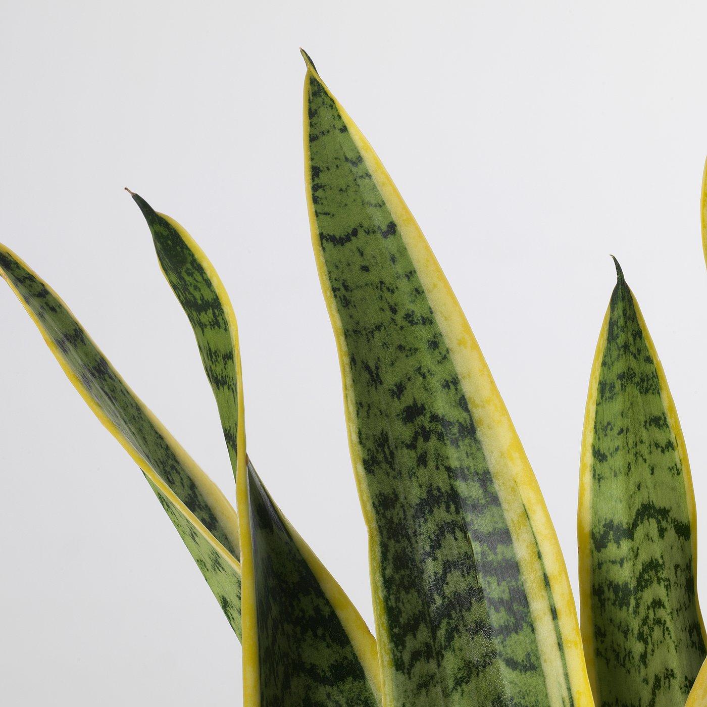 SANSEVIERIA TRIFASCIATA 鉢植え, サンセベリア, 12 cm - IKEA