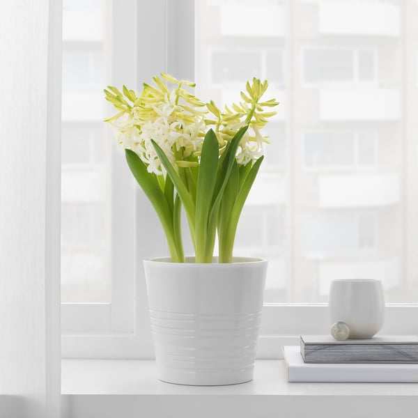 HYACINTHUS آنية نبات،3 مصابيح.