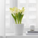 HYACINTHUS آنية نبات،3 مصابيح.