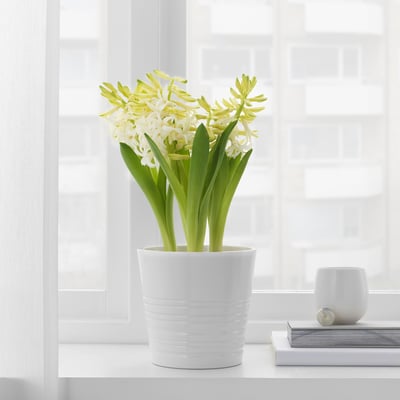 HYACINTHUS آنية نبات،3 مصابيح.