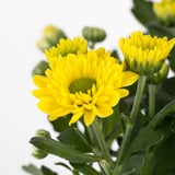 CHRYSANTHEMUM زرع في وعاء