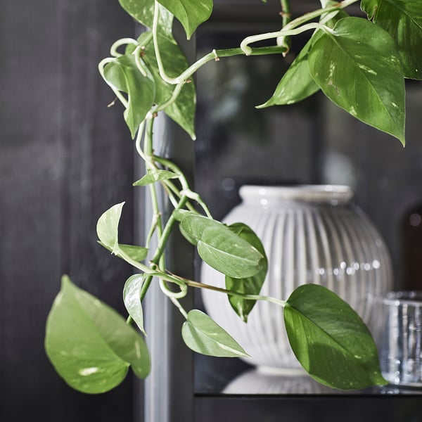 Green leafy plant in white vase. Fresh indoor decor.