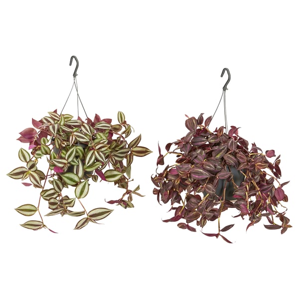 Two hanging plants, one with mixed green and purple leaves, the other deep purple. Suspended by black hooks, placed side by side.