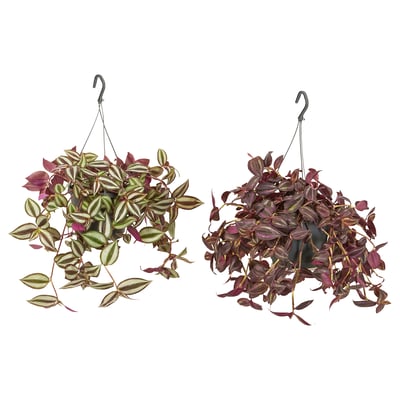 Two hanging plants, one with mixed green and purple leaves, the other deep purple. Suspended by black hooks, placed side by side.