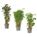 POLYSCIAS زرع في وعاء, أراليا/متعددة, 24 سم