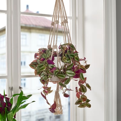 Hanging TRADESCANTIA plant with purple leaves in macrame. Small, by window, bright colors.