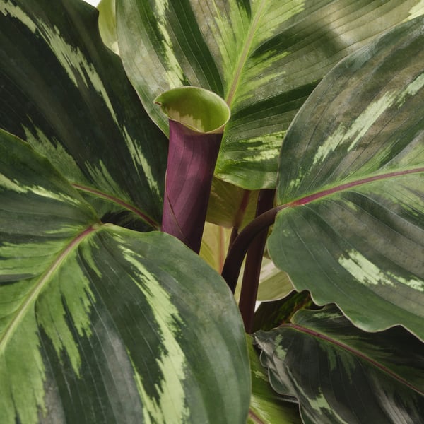 Large, lush green leaves surround a tall, purple and green flower, showcasing vibrant plant quality.
