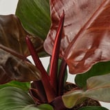 PHILODENDRON زرع في وعاء, فيلوديندرون متعددة, 12 سم