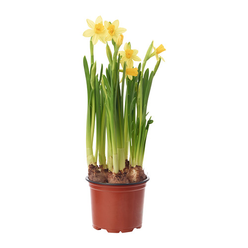 NARCISSUS CYCLAMINEUS TETE A TETE potitaim, Nartsiss