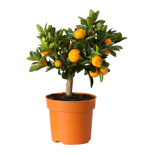 CITRUS potitaim, Calamondin