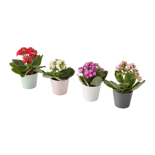 KALANCHOE potitaim potiga, Kalanchoe Erinevad värvid