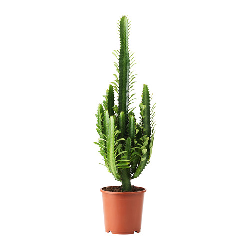 EUPHORBIA potitaim