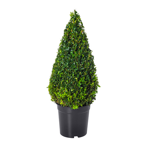 BUXUS SEMPERVIRENS potitaim, pukspuu/püramiid