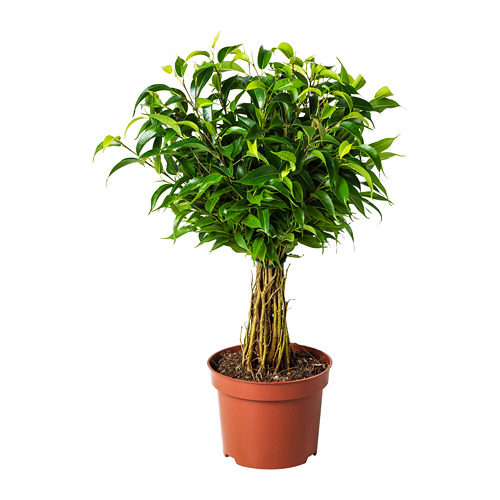 FICUS BENJAMINA  Potitaimed, punased
