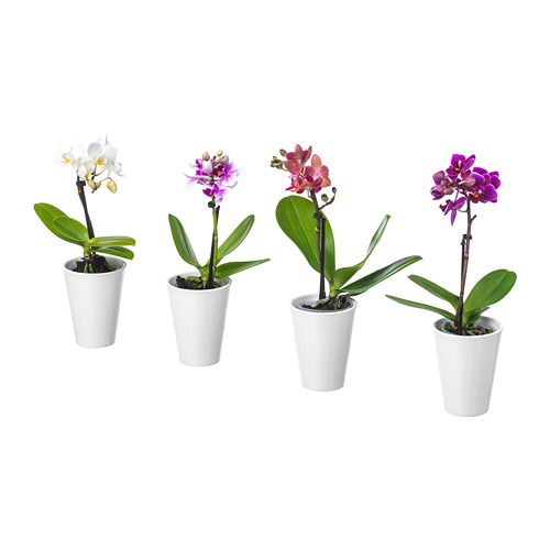 PHALAENOPSIS potitaim potiga, Orhidee/Erinevad värvid, 6 cm