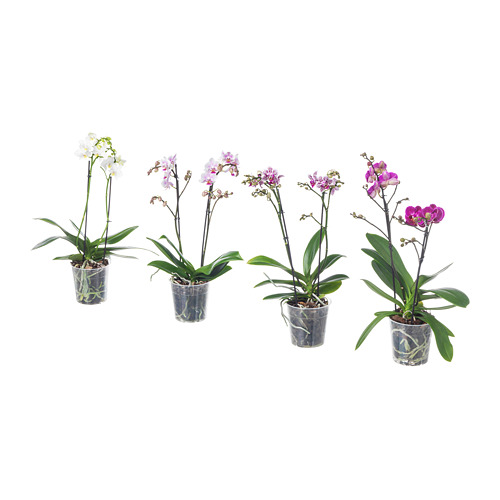 PHALAENOPSIS potitaim, Orhidee/kibuvits 2 vart, 12 cm