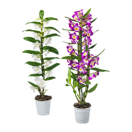 ORCHIDACEAE potitaim, Orhidee/valik erinevad, 12 cm