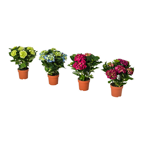 HYDRANGEA potitaim, Hortensia Erinevad värvid