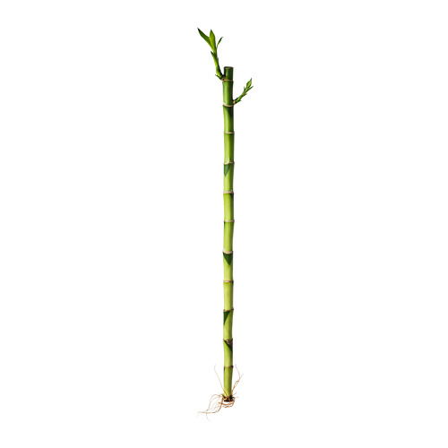 DRACAENA taim, draakonipuu/spiraal