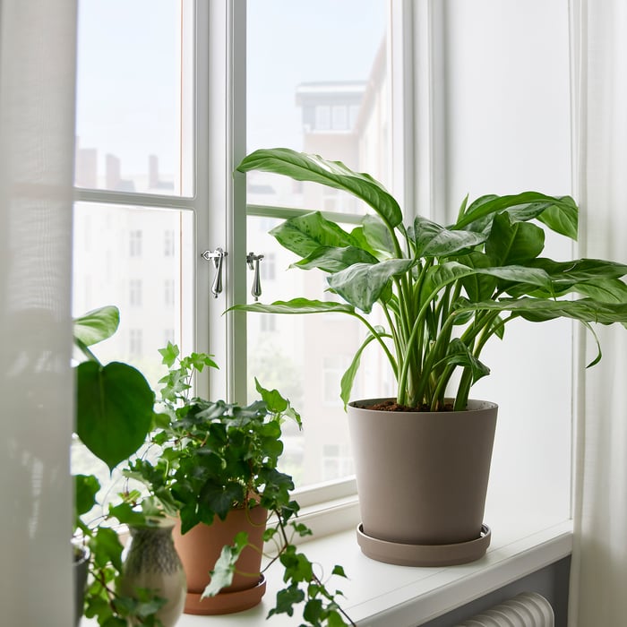 AGLAONEMA Кімнатна рослина 17 см, фото 2