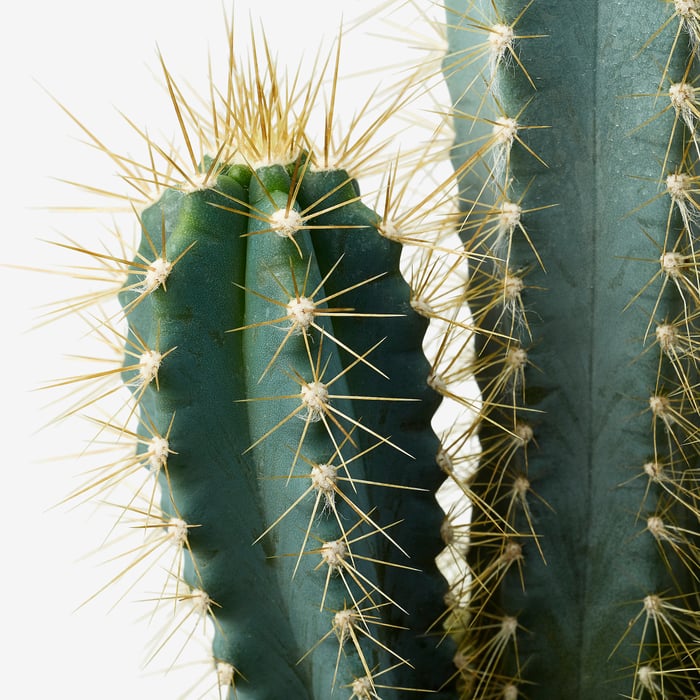 CACTACEAE Кімнатна рослина, різні Кактус 12 см, фото 6