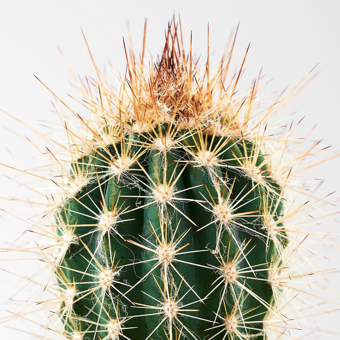 CACTACEAE Рослина з горщиком, Кактус/різні 6 см 3 шт., фото 5