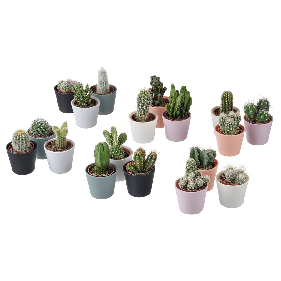 CACTACEAE potitaim potiga, Kaktus/valik erinevad, 3 pk