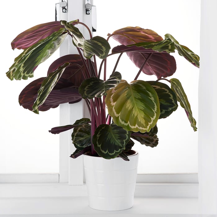 CALATHEA Кімнатна рослина, Calathea/різні 19 см, фото 3