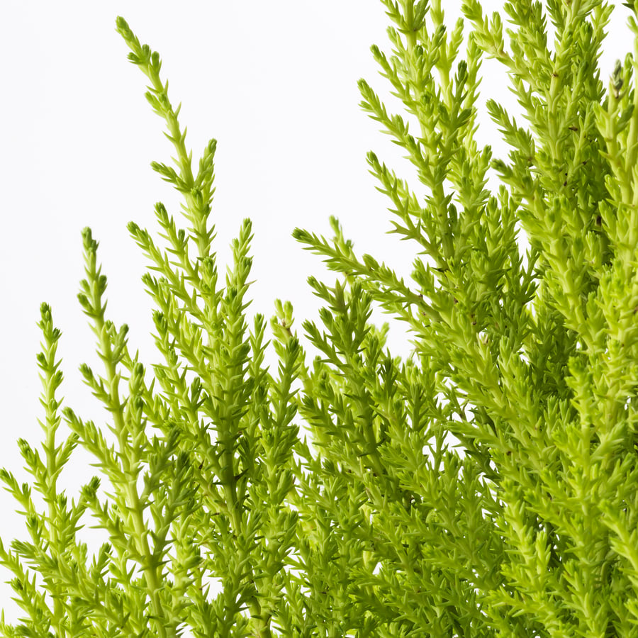 CUPRESSUS MACROCARPA potitaim, küpress, 24 cm