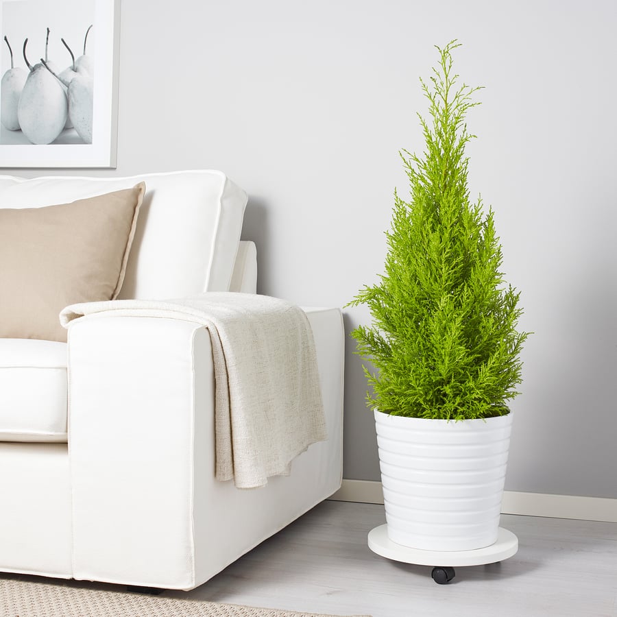 CUPRESSUS MACROCARPA potitaim, küpress, 24 cm